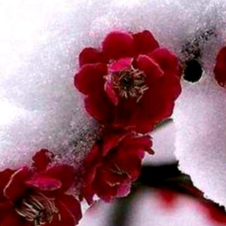 傲雪寒梅999