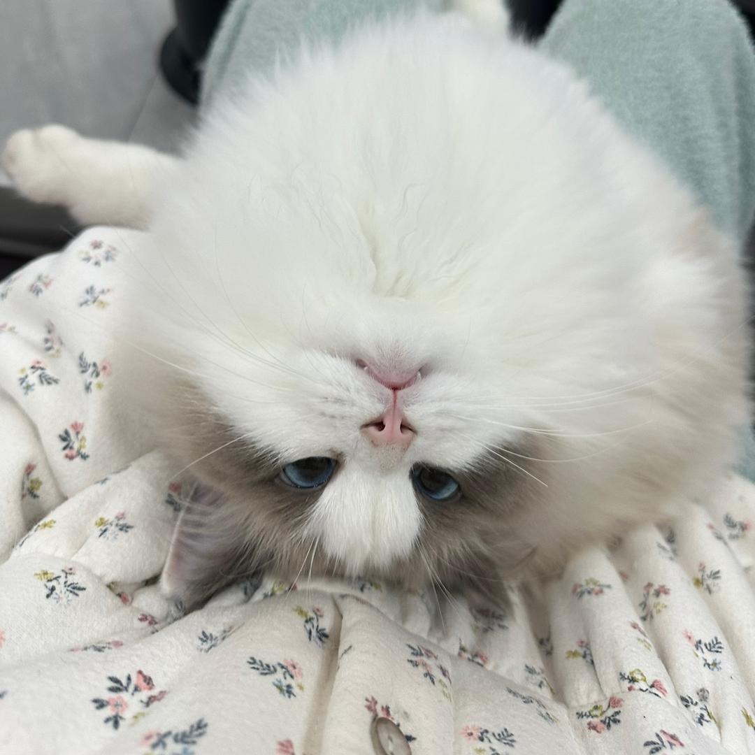王小胖
