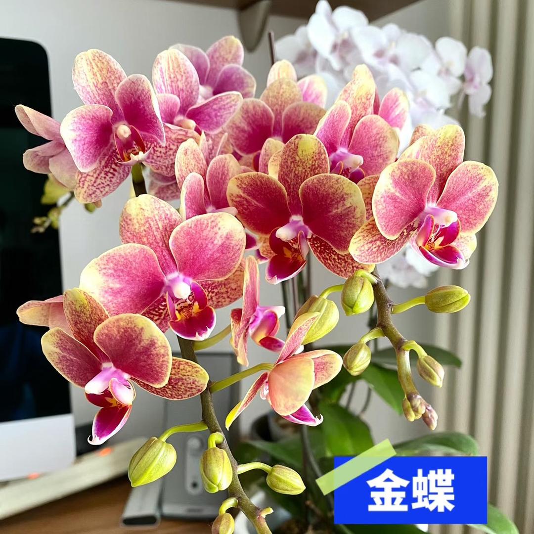 恒彩园艺