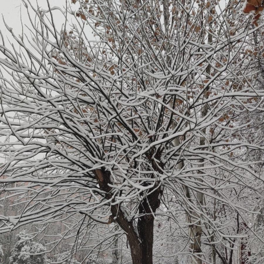 雪落凝寒霜