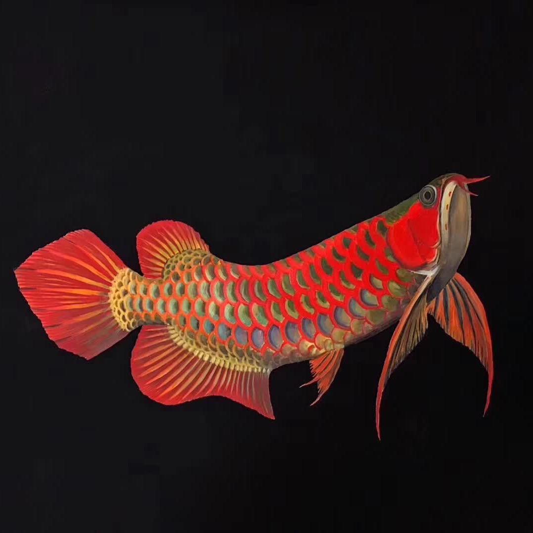 万舟龙鱼（选鱼看主页）