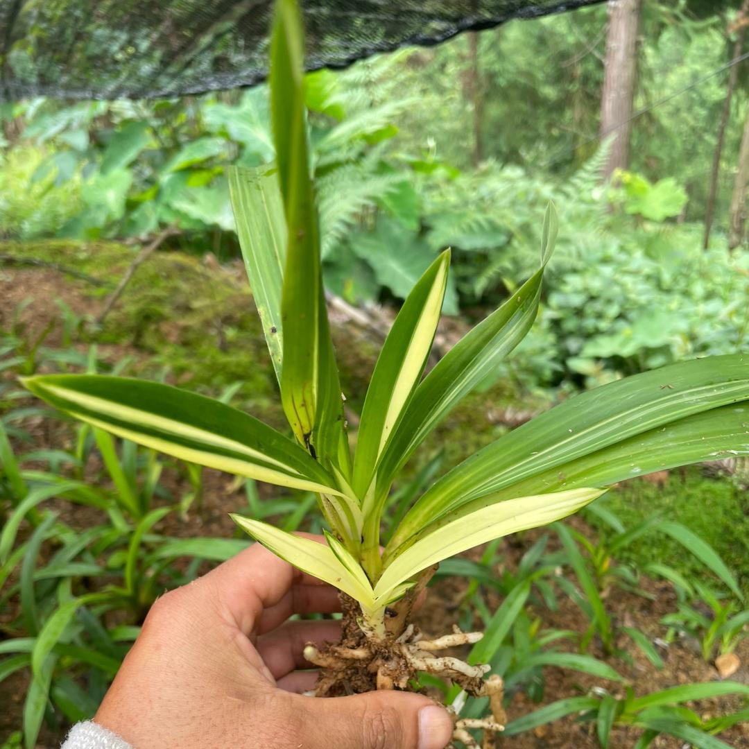 虎头兰精选好货店