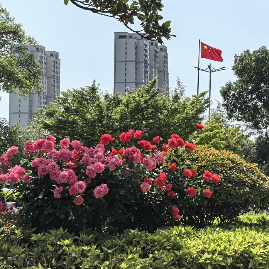 红🍁枫