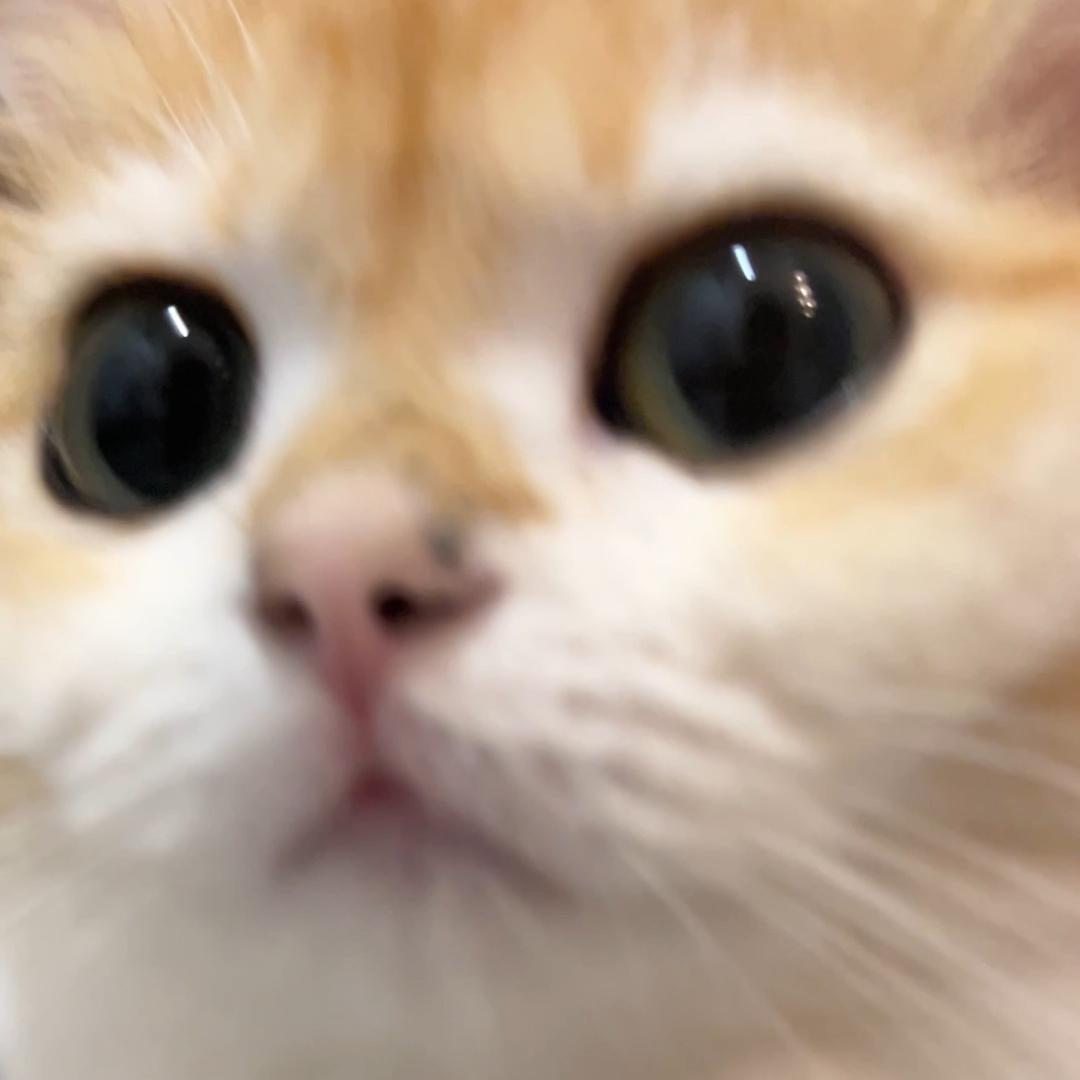一栗美式头像