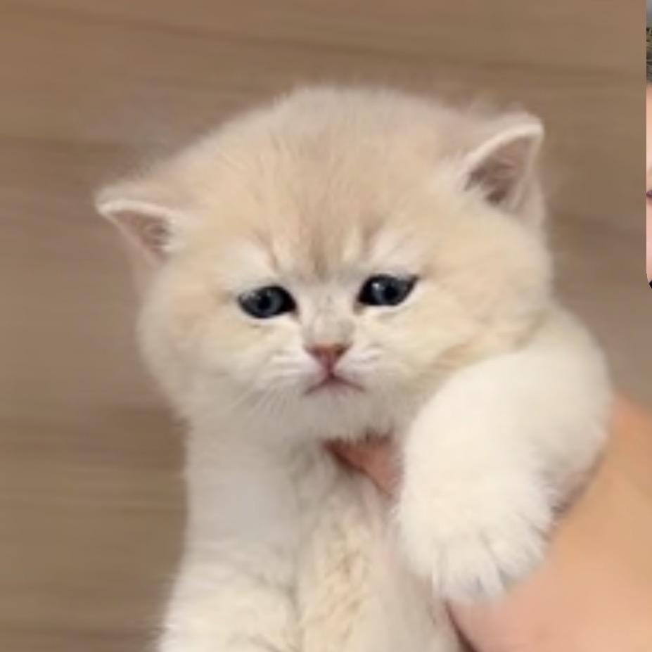 财财宝猫宠物(直播版）