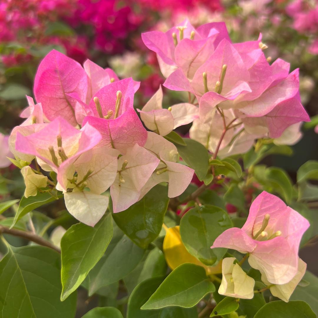艺缘花坊