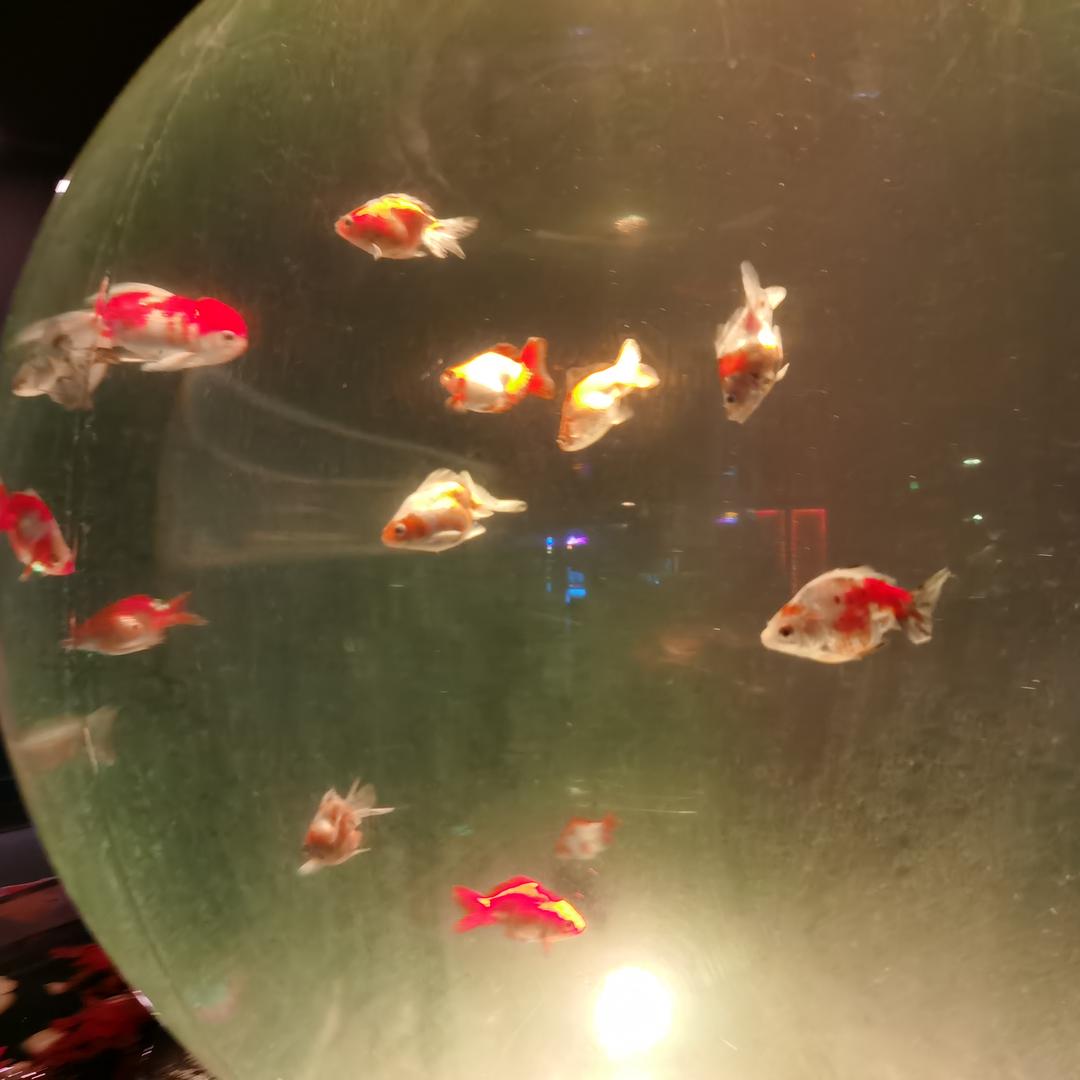 ♥思(｡￫v￩｡)翁宋♥