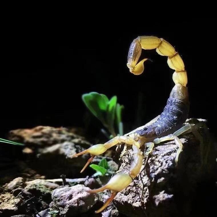 臻礼全蝎