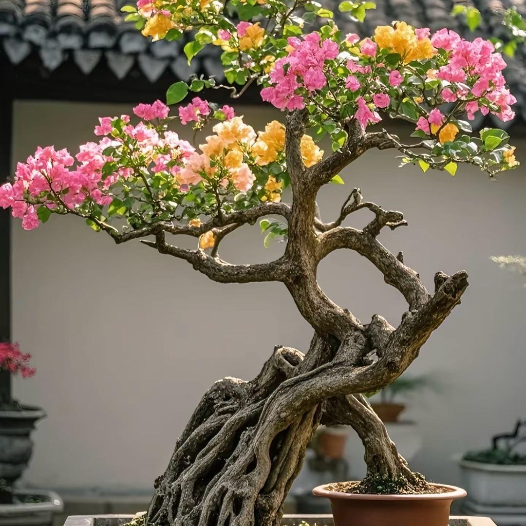 云紫三角梅老桩