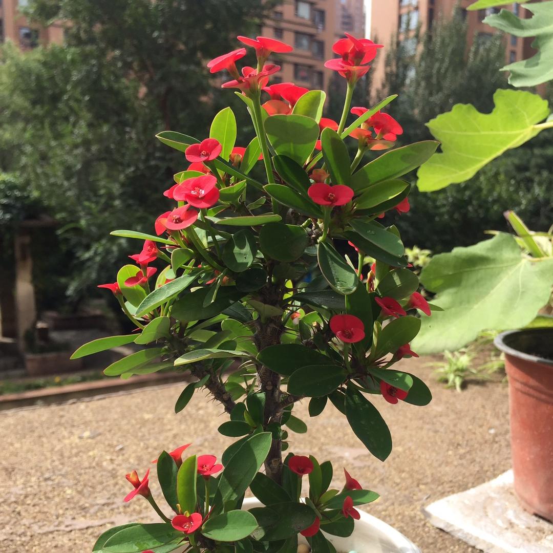 花世界叶菩提
