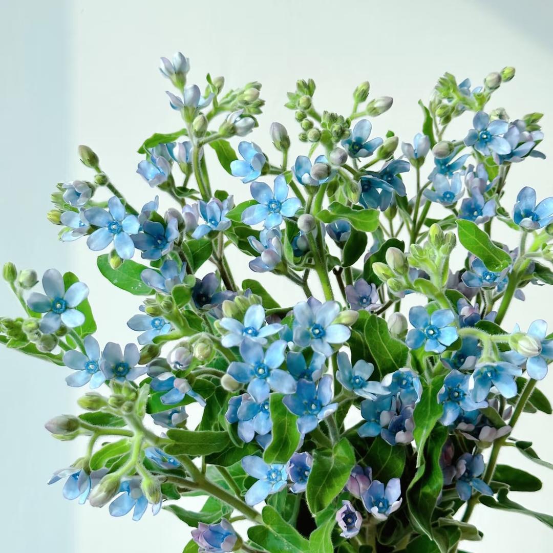 枳花臻选