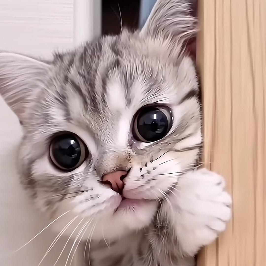 蛋蛋戏精是只猫🐱头像