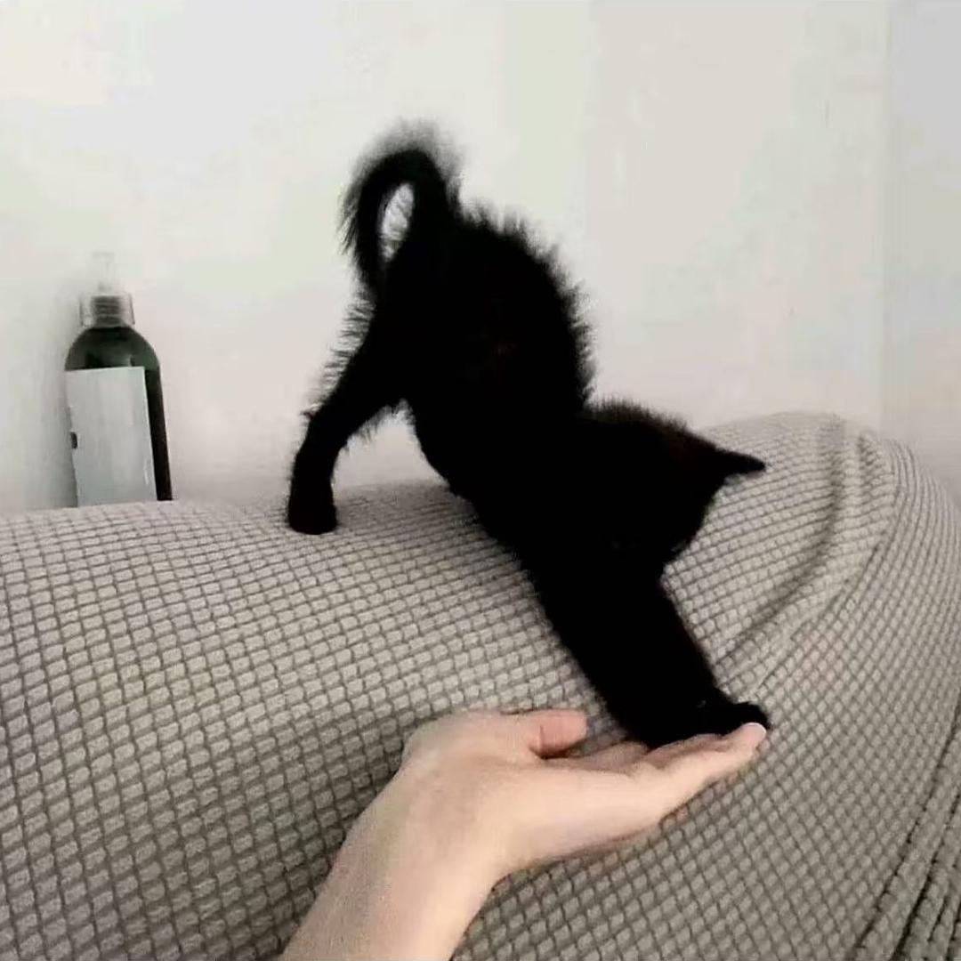 爱睡觉的我们💤