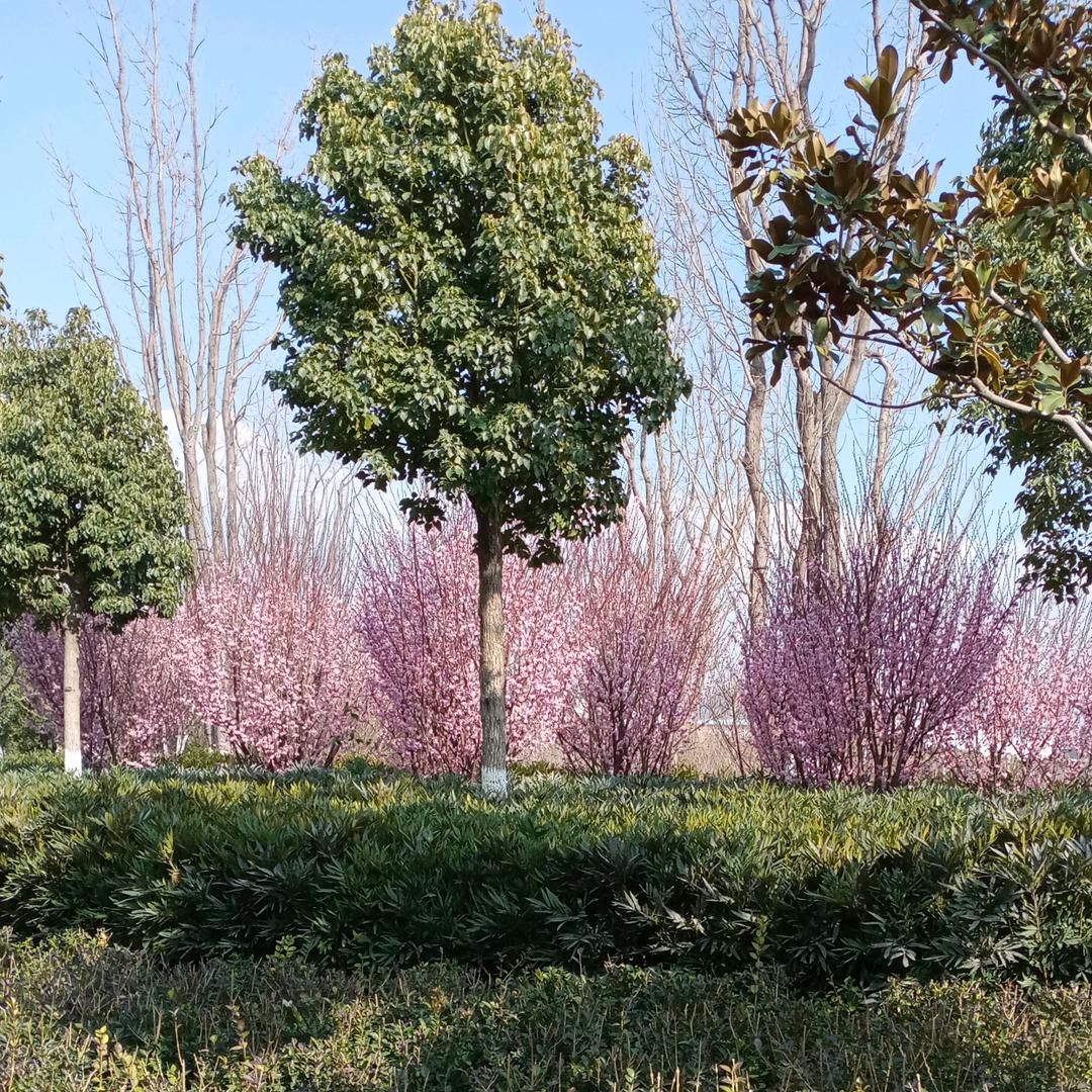 不吃香菜葱生姜