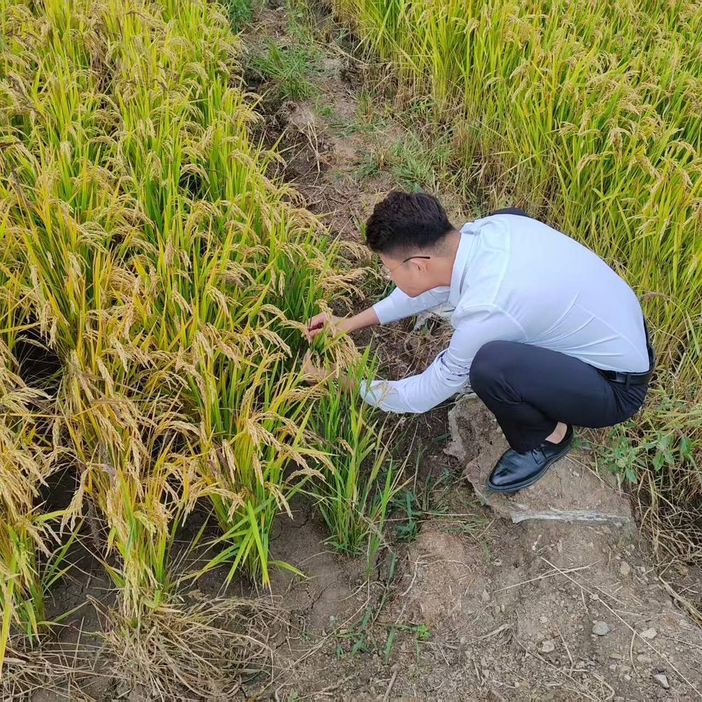 盘锦南北澄蟹优品小铺小王的螃蟹