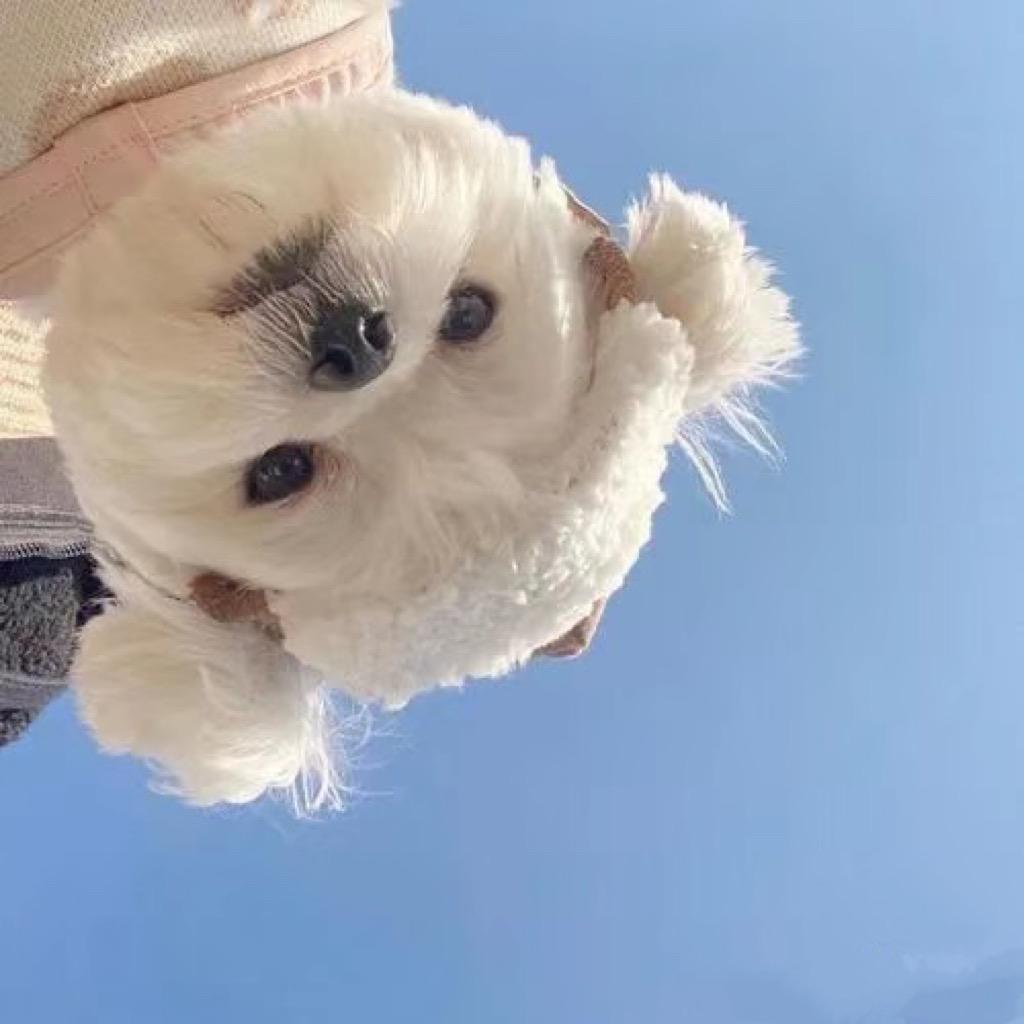 小an妮妮妮