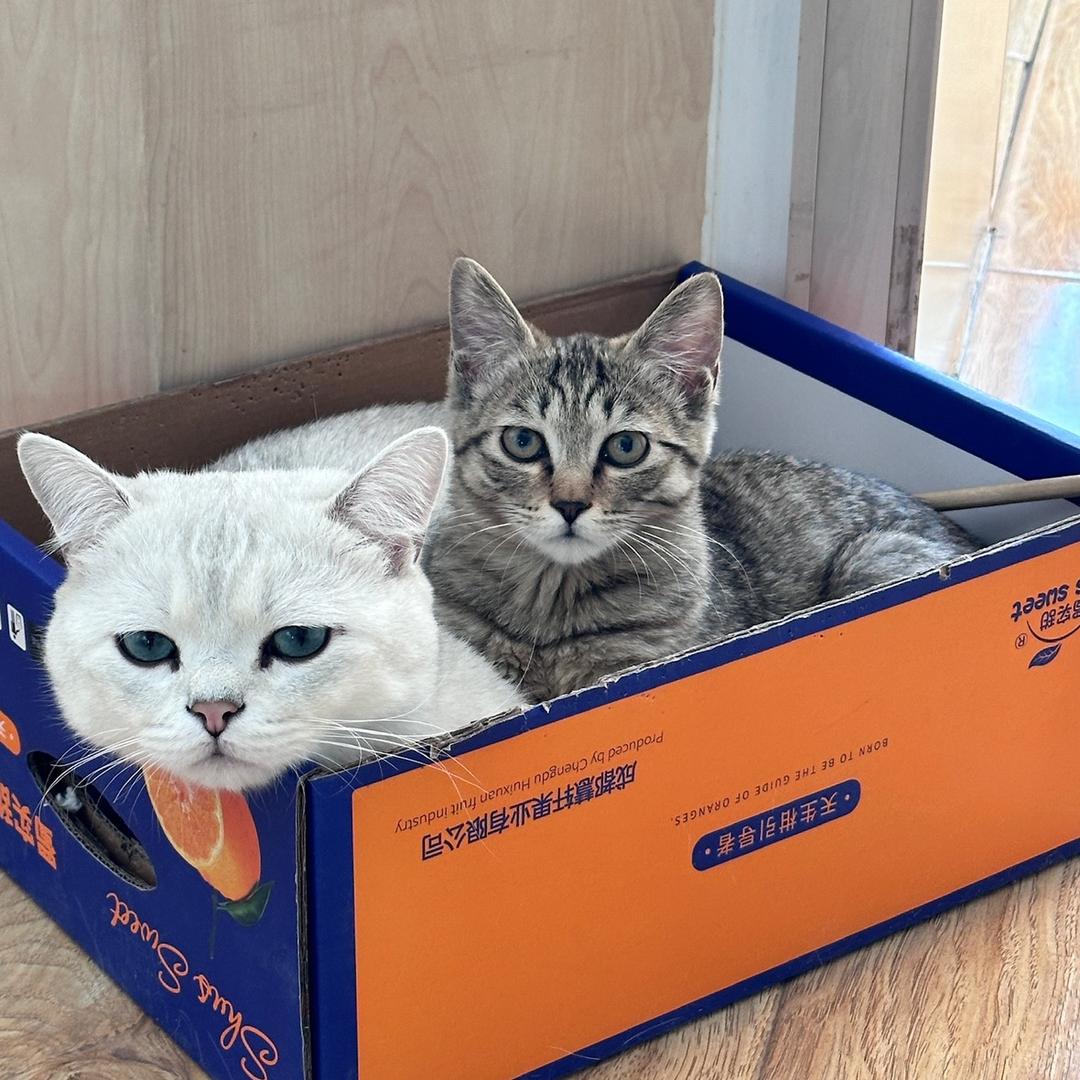 大福小妹的喵友圈