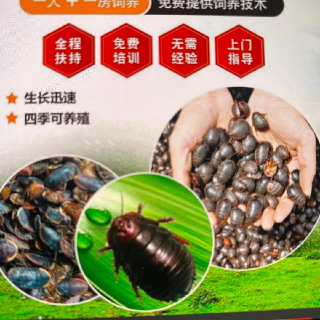 琴姐养殖（土元养殖）