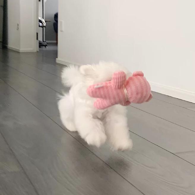 猫猫躲好了♡