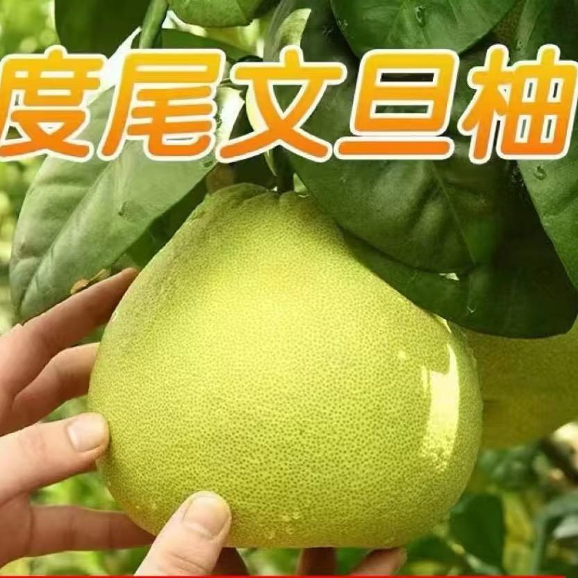 啊九……福建果场文旦柚