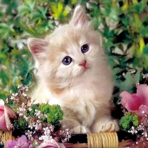 蝶ぐ舞 ஐ雪飘💥。