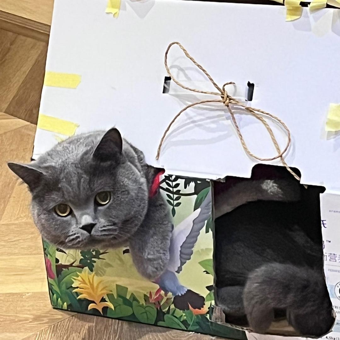 摆烂小猫