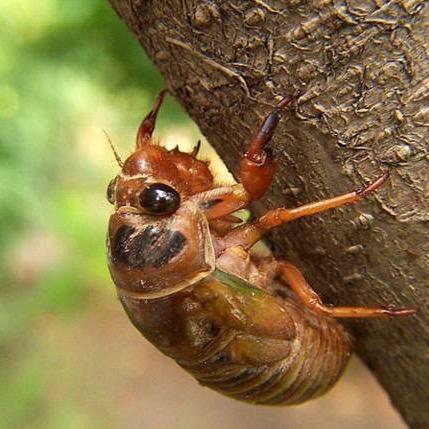 宁陵金蝉种植基地