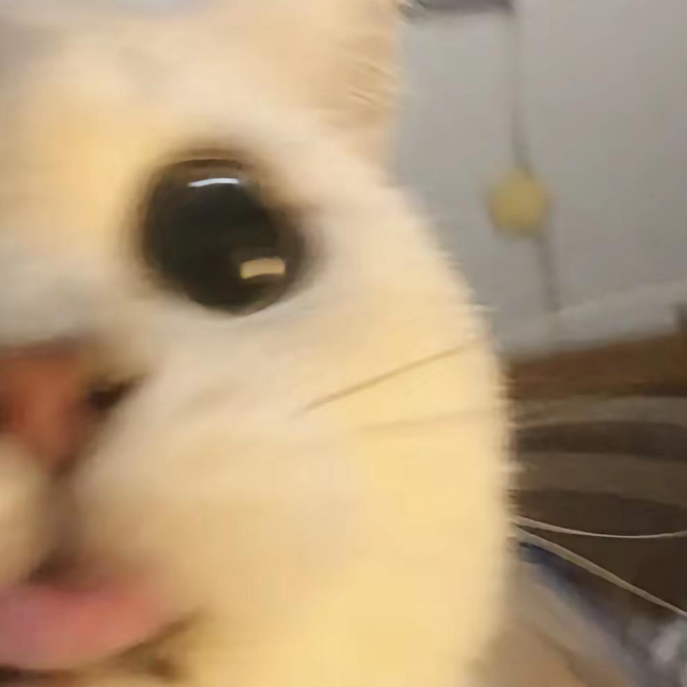 喵了个咪🐾