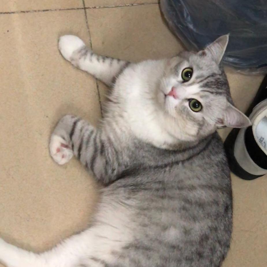 猫猫（三角洲哈夫币）