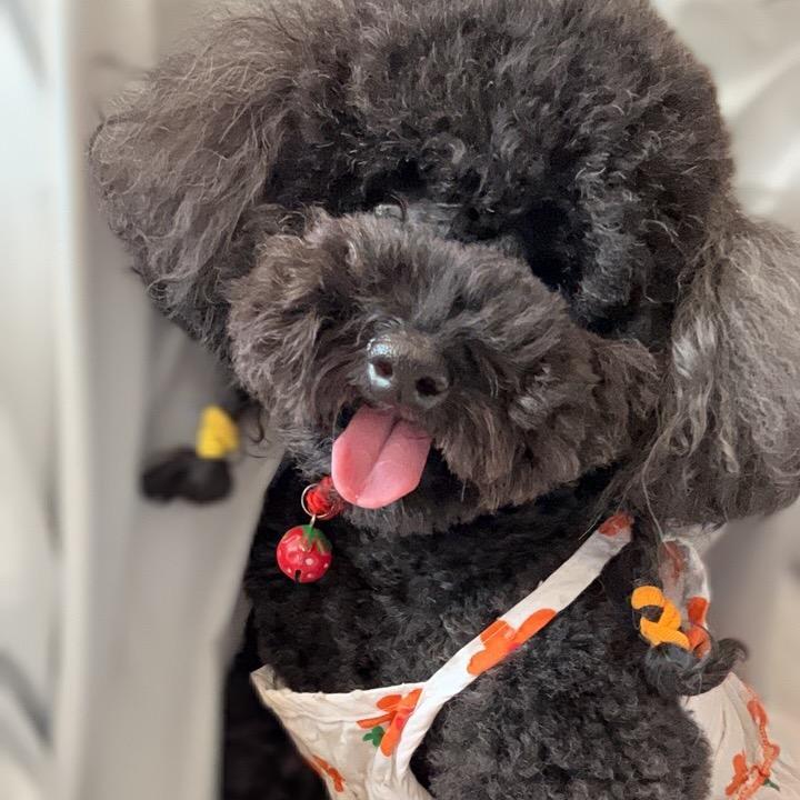 秋秋宠物馆官方号