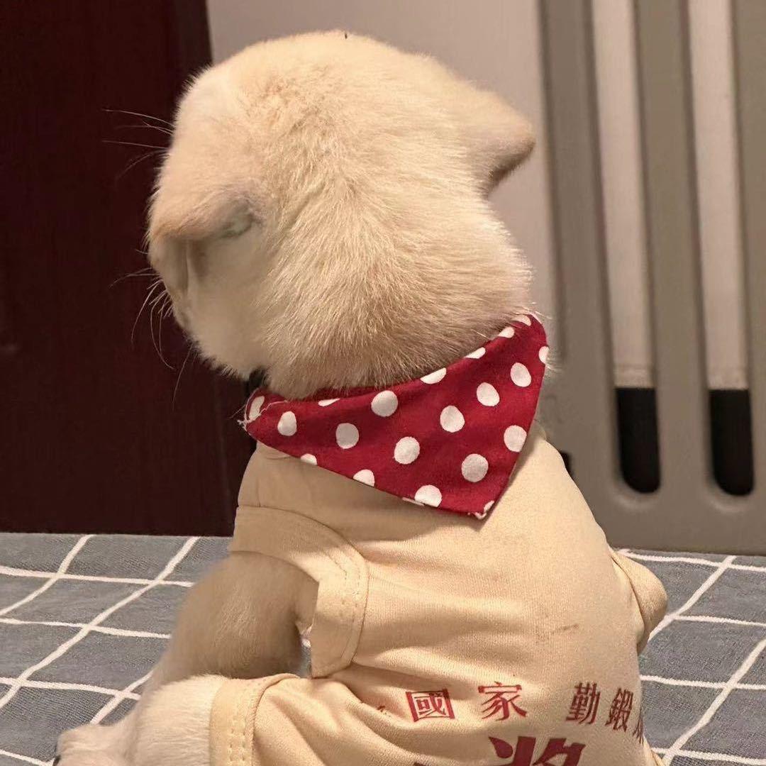 法清爱吃盖浇饭