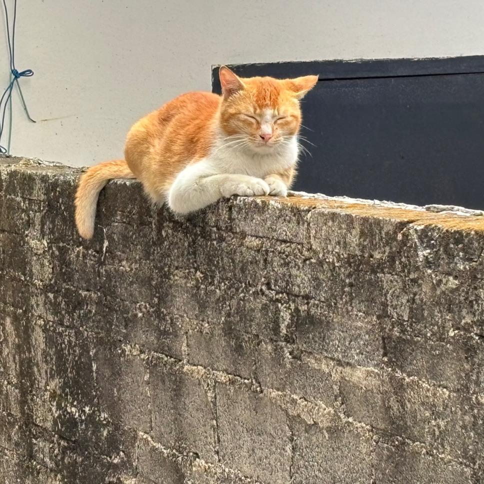 夏蝉