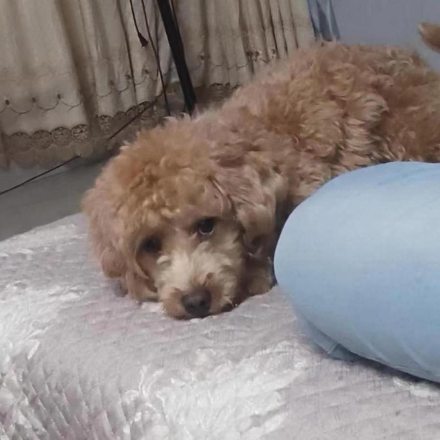 小雅