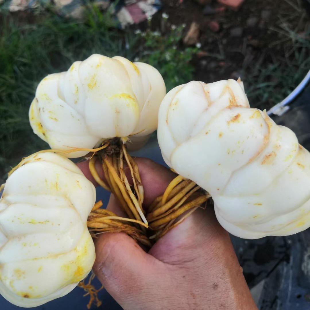 陕西种药材的碎妹子