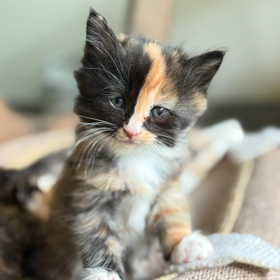 黑咪宠物零食铺