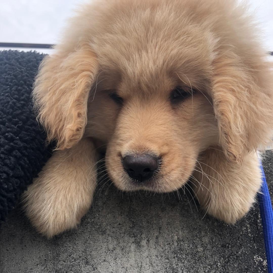 金毛虎子🐶