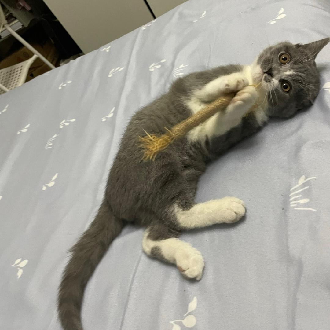 犟🐱和无语的👸