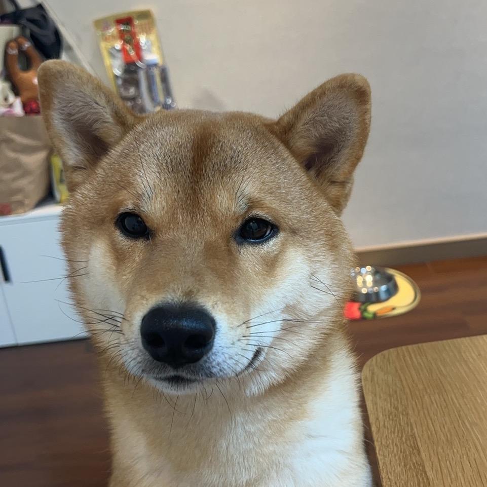 肉包肉包大肉包