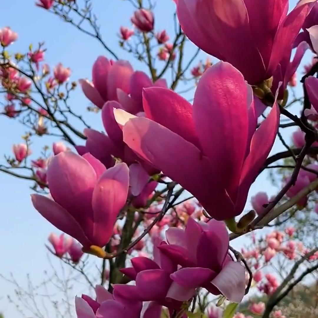 宏达花卉经营部
