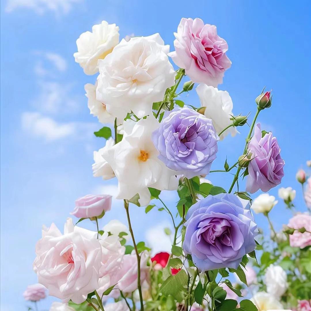 吕家花园Floristry