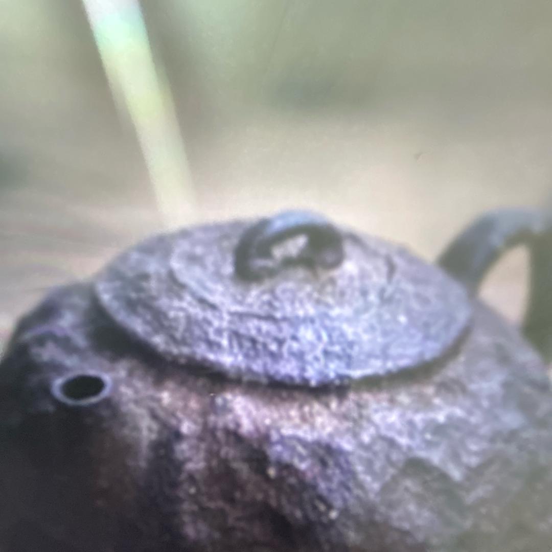 壶言茶语