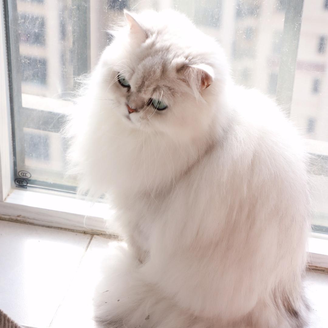 拉拉的独生女🐱