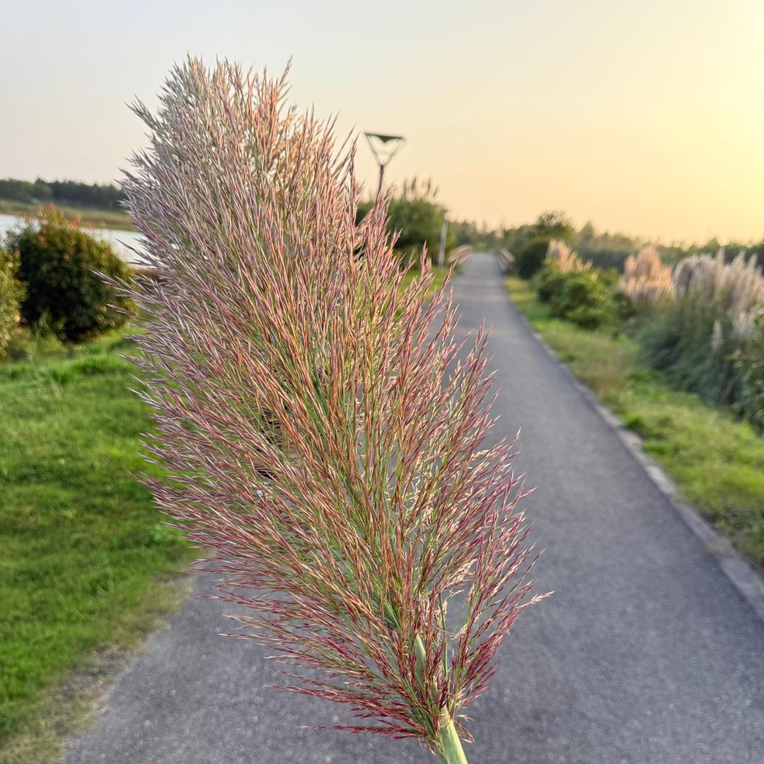 分开三十年的妈妈