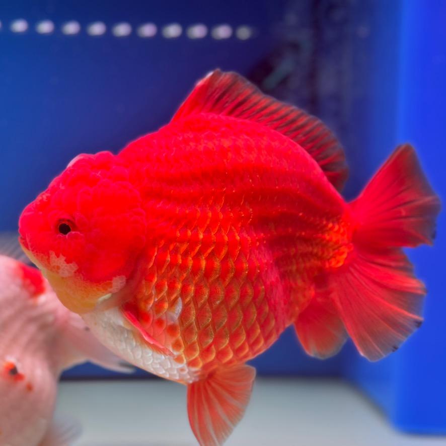 香港精品蘭壽泰獅