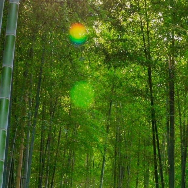 浪子天涯