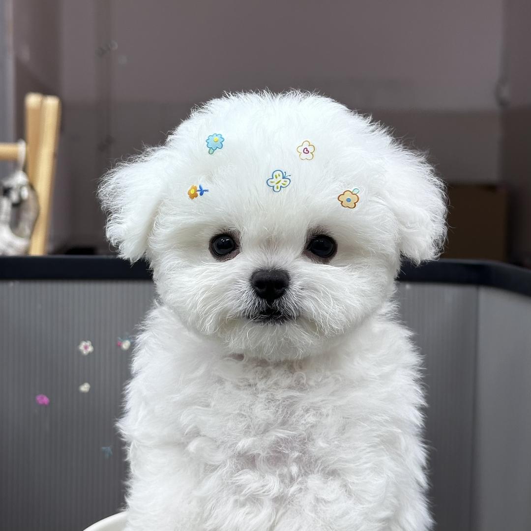 Tutu思悦萌宠