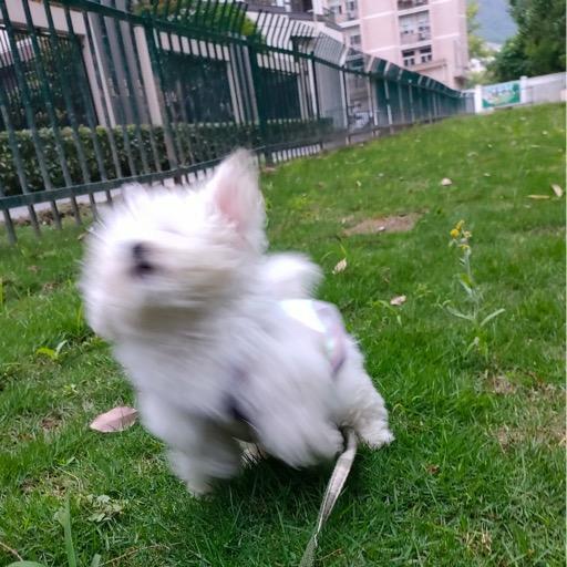 西瓜椰椰🍉-全糖