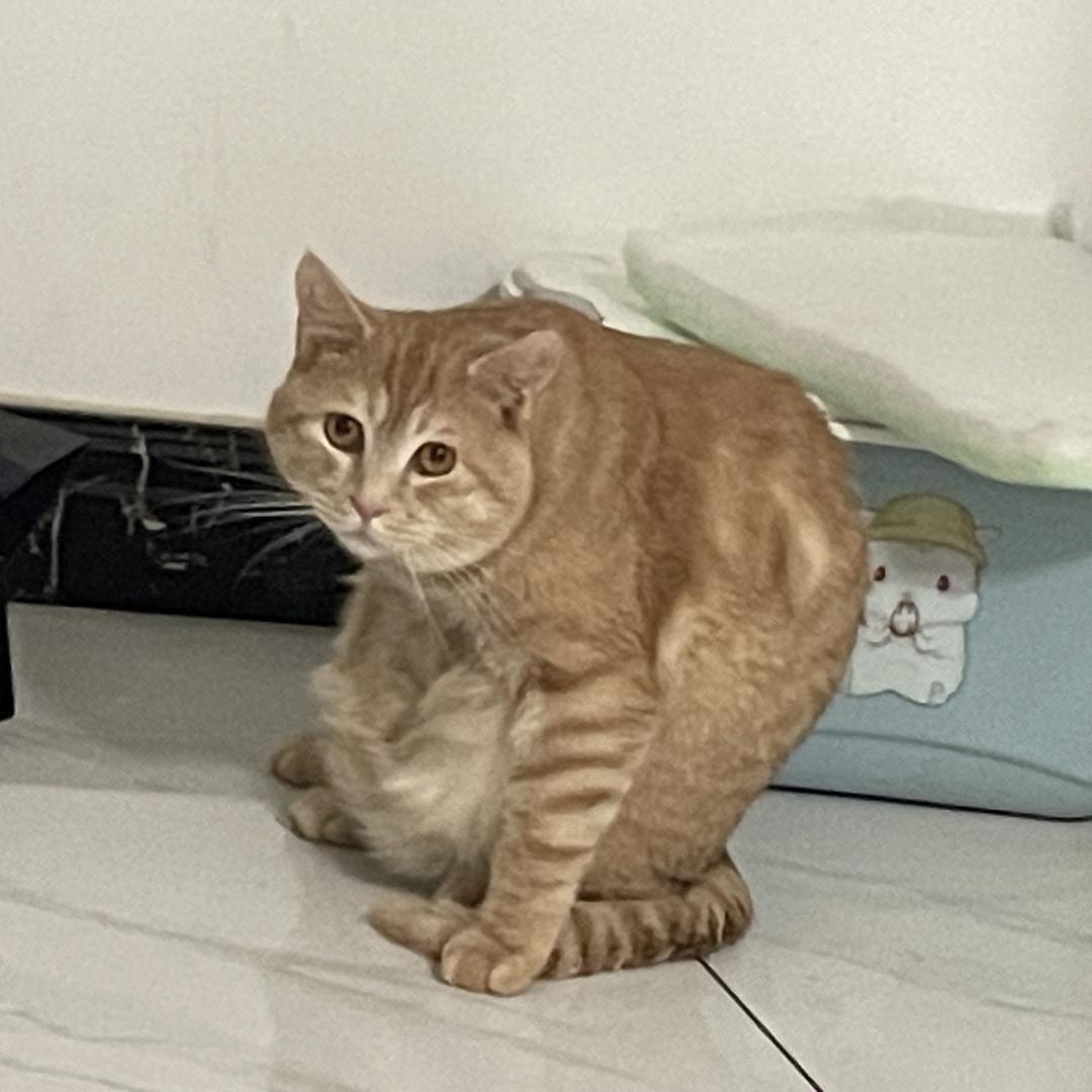 小羊肖恩