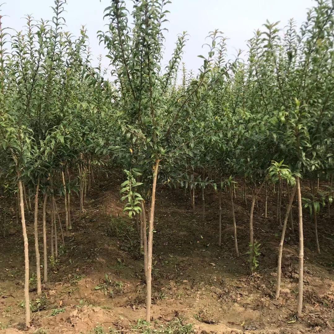 三只虎果树苗木专营店