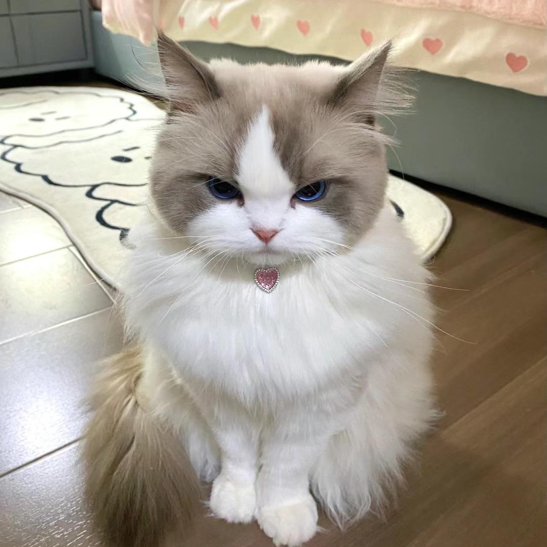 小鸭子游啊游